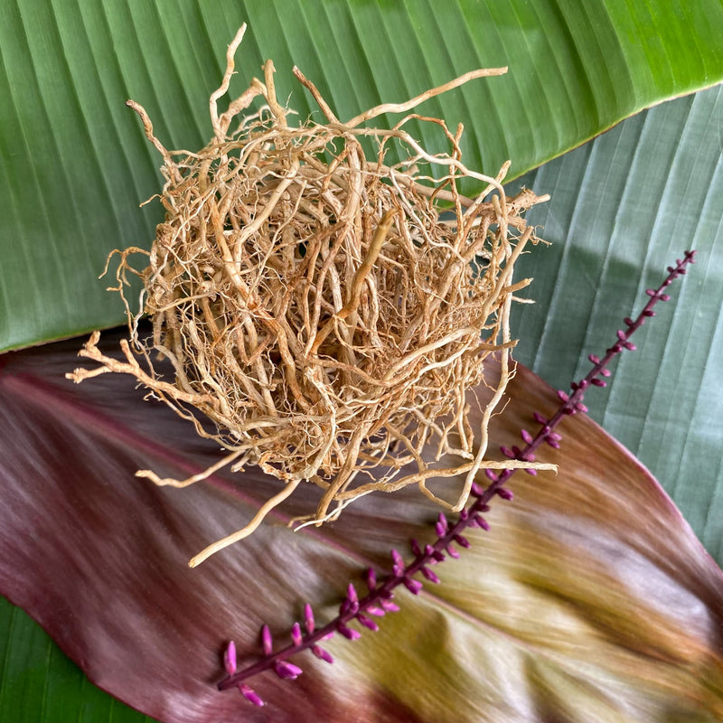 Raízes de Vetiver (Patchouli do Pará) 250g - Puro e Legítimo Empório Muritiba